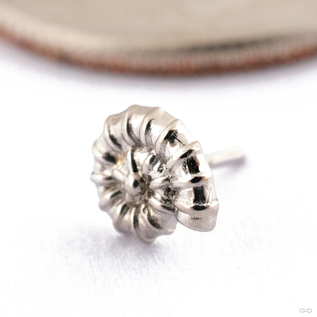 Ammonite Press-fit End in Gold from Oracle - Image 2