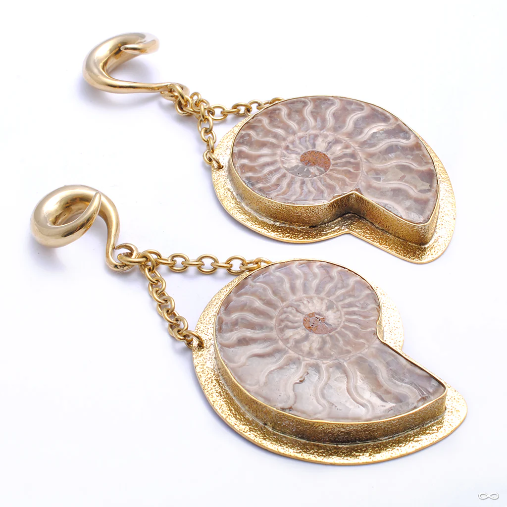 Ammonites from Diablo Organics - Image 3