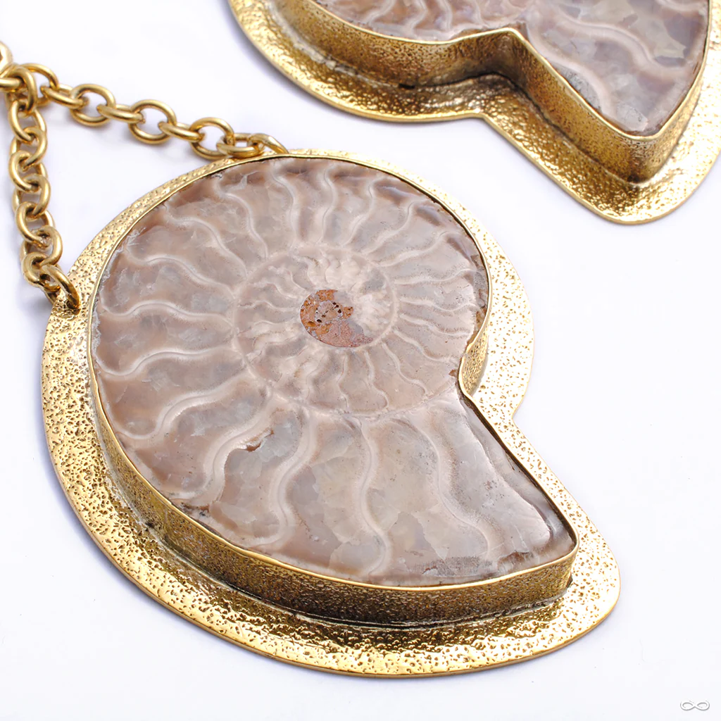Ammonites from Diablo Organics - Image 4