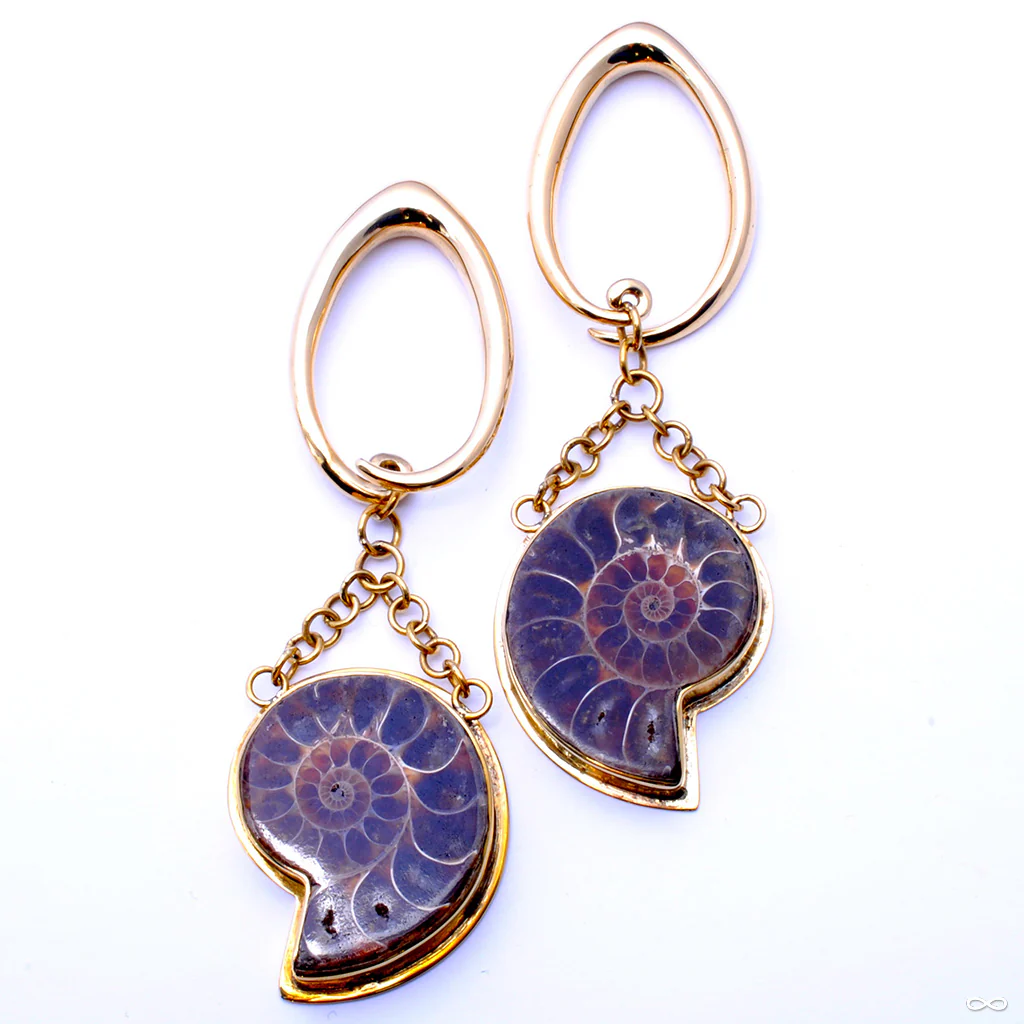 Ammonites from Diablo Organics - Image 5