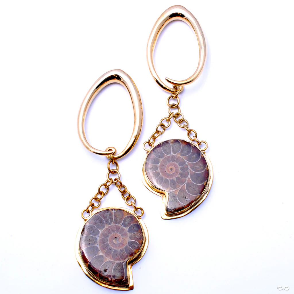 Ammonites from Diablo Organics - Image 6
