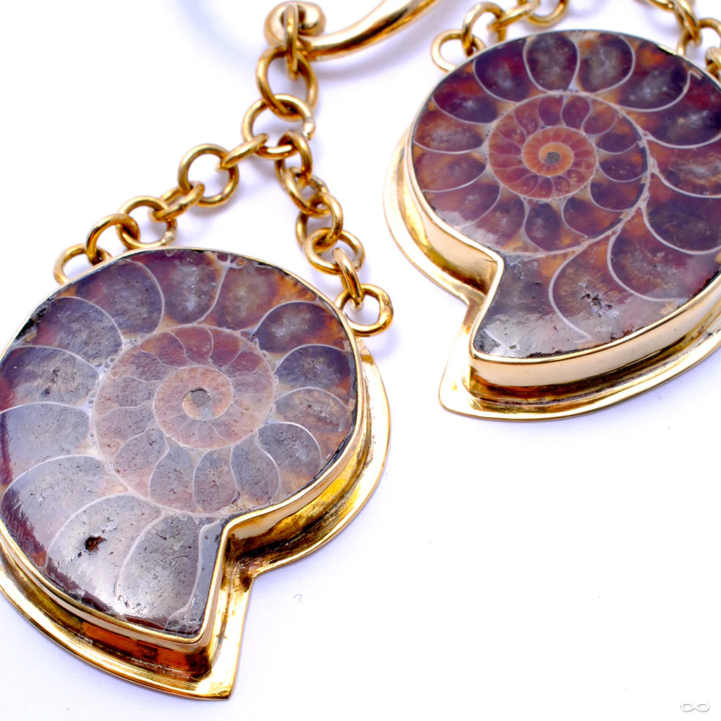 Ammonites from Diablo Organics - Image 7
