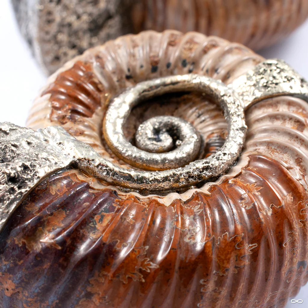 Feral Madagascar Ammonites with Hammered Brass Coils from Diablo Organics - Image 2