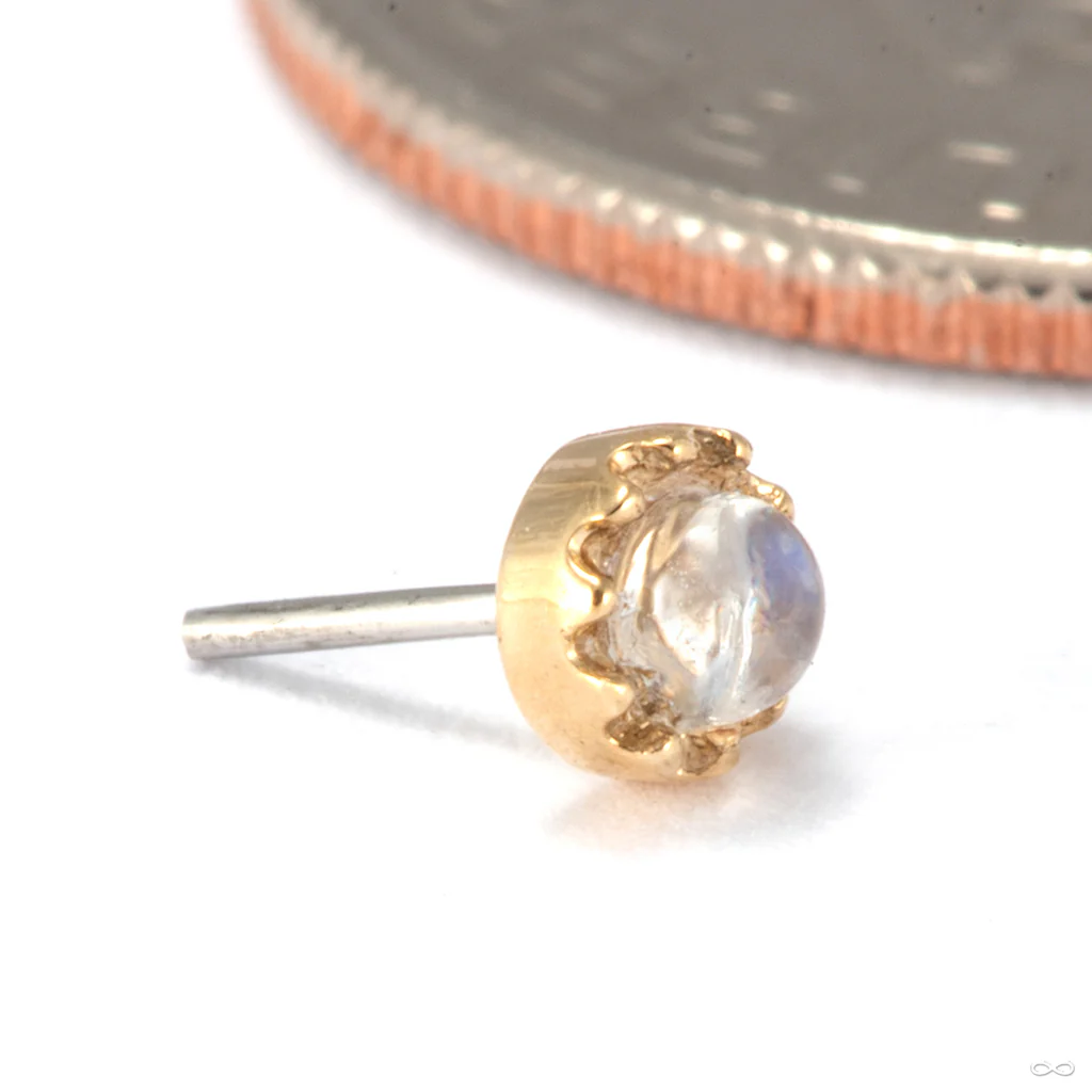 Georgina Press-Fit End in Gold from Tawapa - Image 3