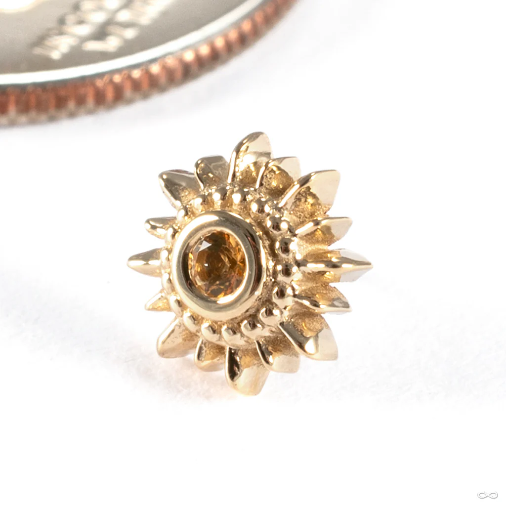 Mini Compass Press-fit End in Gold from BVLA - Image 3