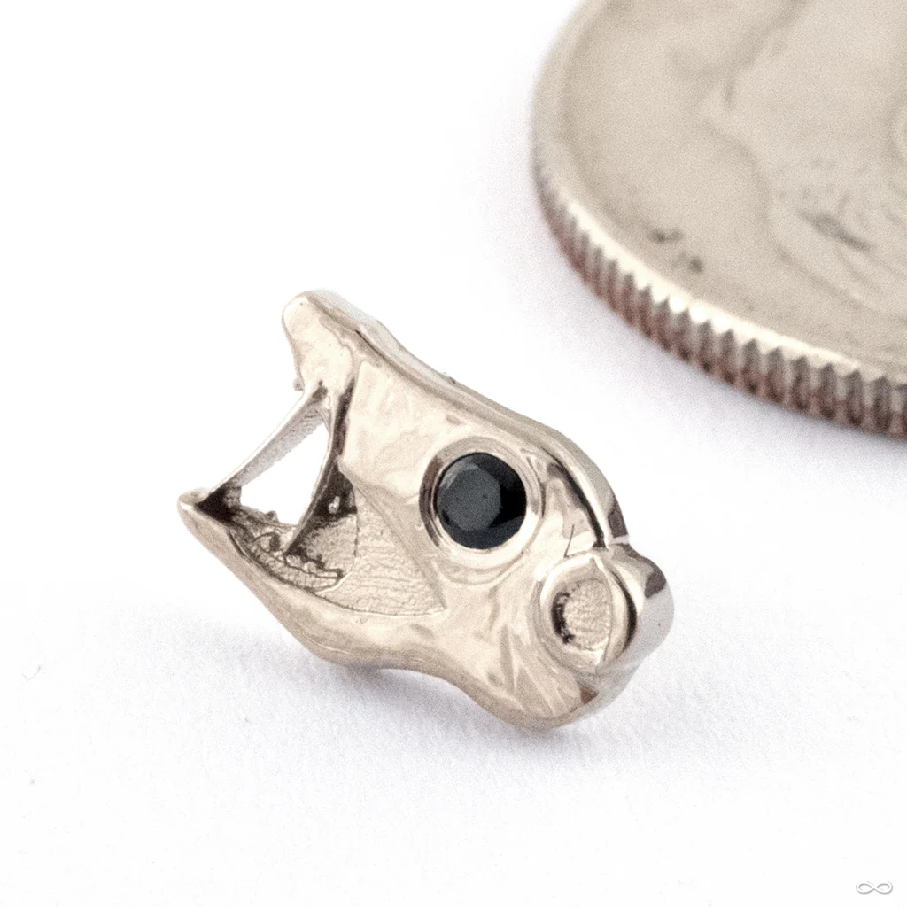 Opossum Press-fit End in Gold from Dusk Body Jewelry